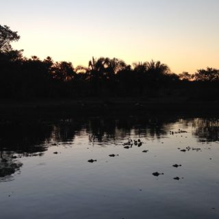 pantanal_bresil_alligator_caimans_lac